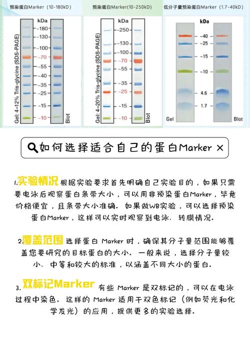 驅(qū)動(dòng)蛋白種類(lèi)，驅(qū)動(dòng)蛋白家族
